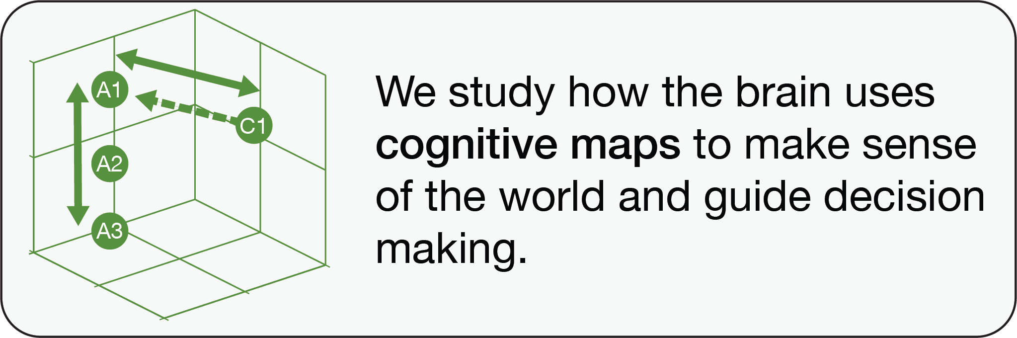 We study how the brain uses cognitive maps to make sense of the world and guide decision making.